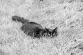 Black cat lying in the grass, grayscale photography.