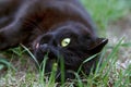 A black cat is lying in the grass, its face with its tongue hanging out in close-up Royalty Free Stock Photo