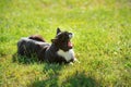 Black cat lying on the grass and relaxing under warm sun. Yawning black cat with white spot Royalty Free Stock Photo