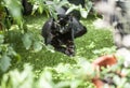 A black cat lying on green grass.