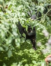 A black cat lying on green grass and the tomato plant. Royalty Free Stock Photo