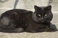 A black cat is lying in a meadow and looking at the camera. Street stray cats