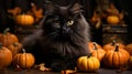 A black cat lying next to pumpkins in halloween night Royalty Free Stock Photo