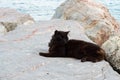 Black Cat Lying on the Rocks Royalty Free Stock Photo