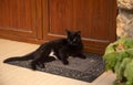A black cat is lying on a rug near the wooden doors.