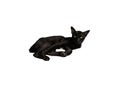 A black cat lying and staring with a sharp gaze isolated on white background. A black cat glared with yellow eyes looking at