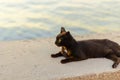 Black cat lying on the stone Royalty Free Stock Photo