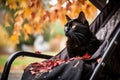 black cat lying in a stroller, deeply mesmerized by a falling leaf