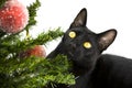 Black cat lying under Christmas Tree Royalty Free Stock Photo