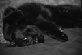 Black cat lying upside down Royalty Free Stock Photo