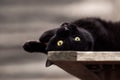 Black Cat Lying Upside Down Royalty Free Stock Photo