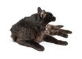 Funny Tired Black Cat on White Royalty Free Stock Photo