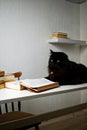 Black cat lying on a white table next to a stack of books. The cat is reading a book Royalty Free Stock Photo