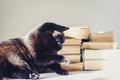 Black cat lying on white table, stack of old books on background Royalty Free Stock Photo