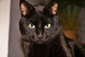 Black cat Marsik , close-up