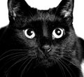 Black cat monochrome photo close up portrait Royalty Free Stock Photo