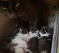 Black Cat - Mother Watching Over Her Kittens Royalty Free Stock Photo