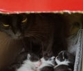 Black Cat - Mother Watching Over Her Kittens Royalty Free Stock Photo