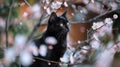 Black cat with motion blur sitting on tree branches with white flowers Royalty Free Stock Photo