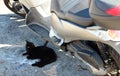 Black cat motionless and lying in the shade of a scooter Royalty Free Stock Photo