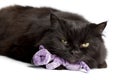 Black cat with mouse toy Royalty Free Stock Photo