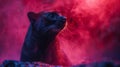 Black Cat in a Mystical Red Haze Royalty Free Stock Photo