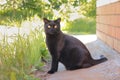Black cat posing sitting in the grass