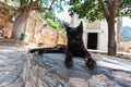 Black cat near the stone Greek church.