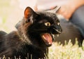 Black cat with an open jaw in the profile lies on the grass in the street