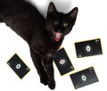 Black cat with open mouth lying on a square of four aces. Isolated on a white background Royalty Free Stock Photo