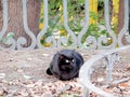 Black cat at the openwork fence in the park, selective focus, copy space