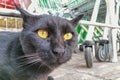 A black cat with orange eyes stared at the camera intently. The expression on my face is like surprise and asking what