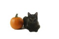 Black Cat and a orange Pumpkin