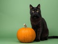 Black Cat, Orange Pumpkin. A Study in Contrast, Light and Shadow, Texture, Shape. Royalty Free Stock Photo