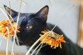 .Black cat and orange withered flower bouquet Royalty Free Stock Photo