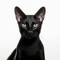 Portrait of a black oriental cat on a white background