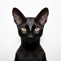 Portrait of a black oriental cat on a white background