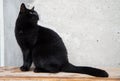 Black cat, outdoors Royalty Free Stock Photo