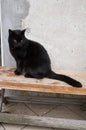 Black cat, outdoors Royalty Free Stock Photo