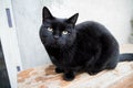 Black cat, outdoors Royalty Free Stock Photo