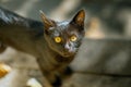 Black Cat outdoors close up photo Royalty Free Stock Photo