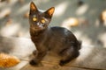 Black Cat outdoors close up photo Royalty Free Stock Photo