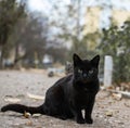 The black cat passed - on a tail took away the problems, the cat on the road sits a black, black cat fortunately Royalty Free Stock Photo