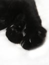 Black cat paw with sharp claws on a white background