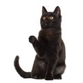 Black cat pawing in front of a white background Royalty Free Stock Photo