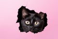 Black cat peeking out of a hole in a pink paper background, Funny black cat looks through ripped hole in pink paper backgroud, AI