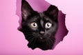 Black cat peeking out of a hole in a pink paper background, Funny black cat looks through ripped hole in pink paper backgroud, AI