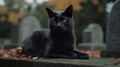 Beautiful black cat sitting on abandoned grave in cemetery in forest.