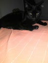 Black cat pets eyes animals bed