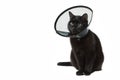 Black cat in the plastic collar on a neck during the postoperative period. The pet sits on the white isolated